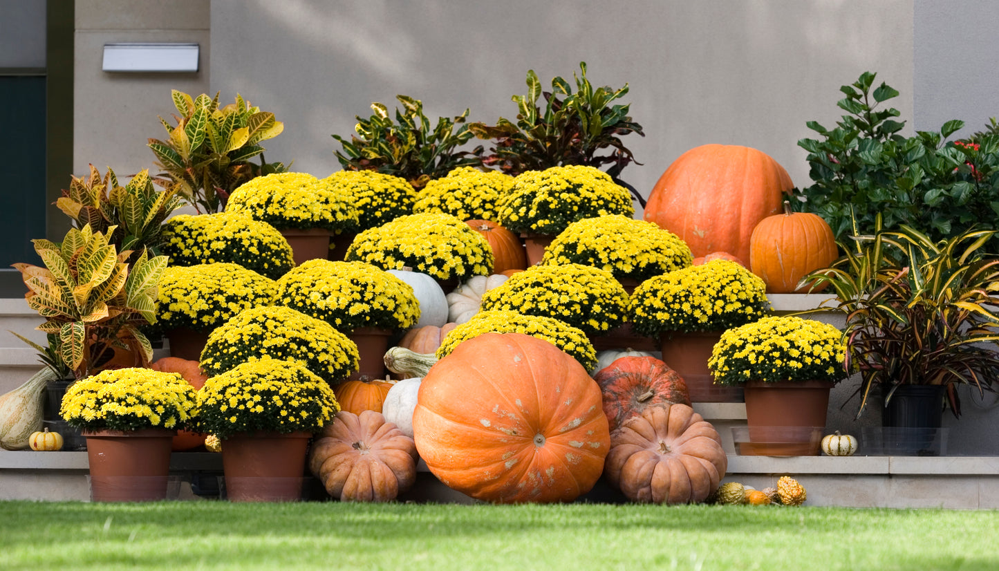 Pumpkin Carriage